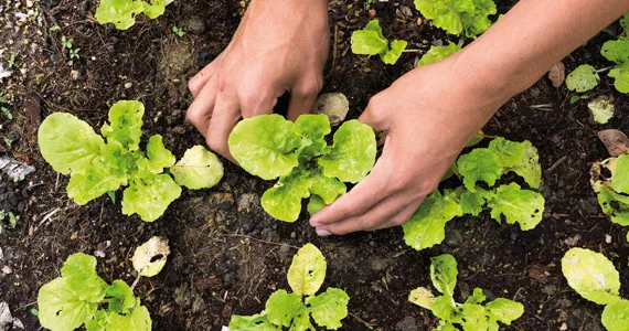 Grow it yourself: Lettuce